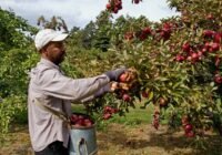 Farm Worker Job in Canada