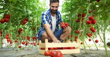 Farm hand jobs in Australia agriculture work